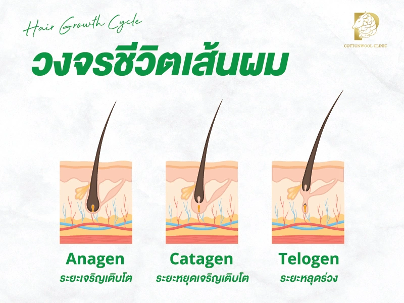 วงจรชีวิตเส้นผม คือ กระบวนการเจริญเติบโตของเส้นผมที่แบ่งเป็น 3 ระยะ ได้แก่ ระยะเจริญเติบโต (Anagen) ระยะหยุดเจริญเติบโต (Catagen) และระยะหลุดร่วง (Telogen) ซึ่งเกิดขึ้นเป็นวัฏจักรตามธรรมชาติ